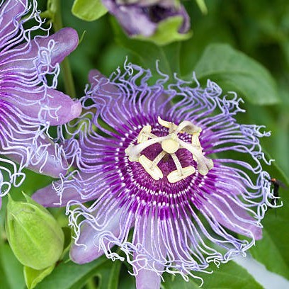 Passion Flower Plants - Blue