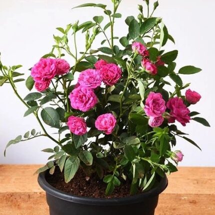 Botton Rose Flower Plant - Pink