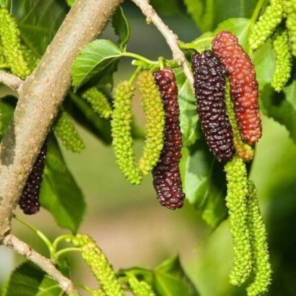 Red Long Mull-Berry Fruit Plant