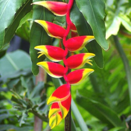 Heliconia Rostrata Flowering Plants