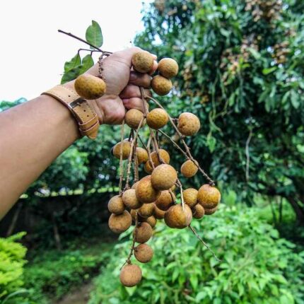 Khaki Longan Grafted Fruit Plant