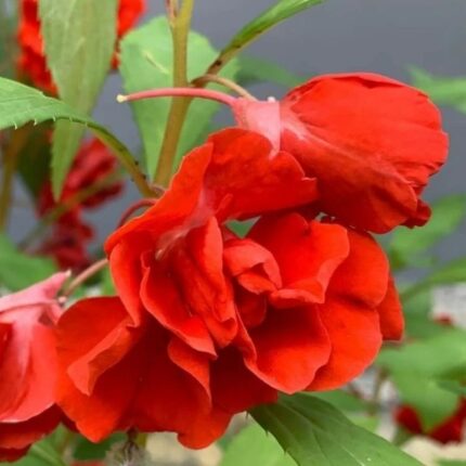 Impatiens Balsamina (Dopati) - Red