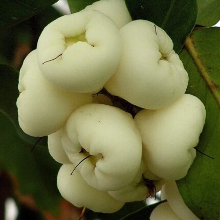 Hybrid White Water Apple Fruit Plant