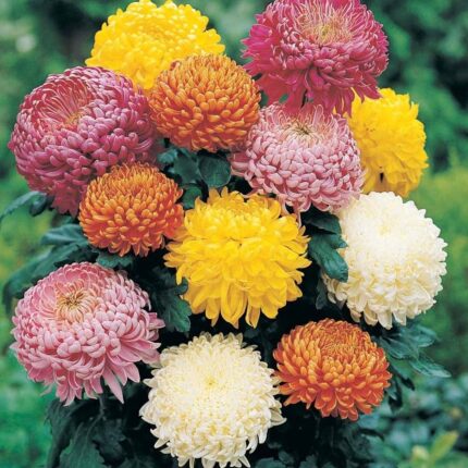 Combo Pack Mixed Chrysanthemum (Chandramallika) Flower Plant - (6 Colour)