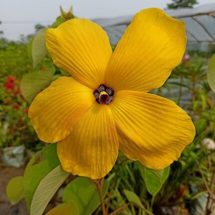 Land Lotus Flower Plant (Yellow)