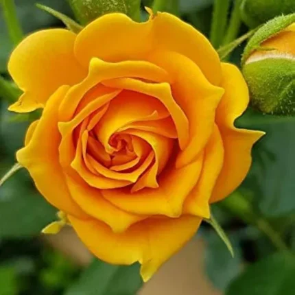 Climbing Rose Flower Plant-Yellow