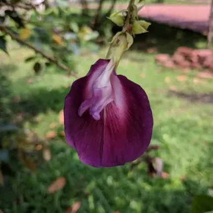 Butterfly Pea Tree-Clitoria Arborea | Rare Live Plant