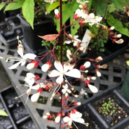 Chain Of Golory Flower Plant