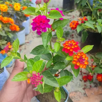 Lantana-Colour Changing Flower Plant