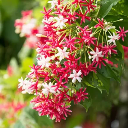 Double Petal Rangoon Creeper - Madhumalati Flower Plant