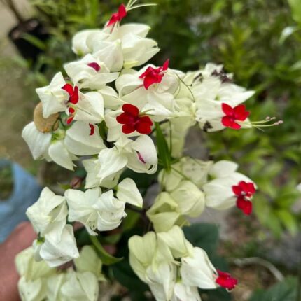 Bleeding Heart Vine Flower Plant (White & Red)