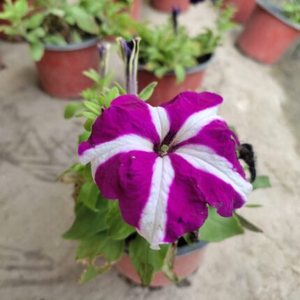 Petunia Winter Flower Plant