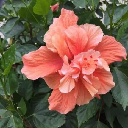 Double Petal Varitey-Grafted Hibiscus Flower Plant