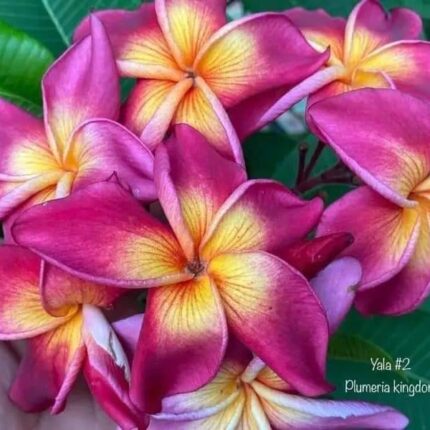 Dwarf Varitey Pulmeria Flower Plant