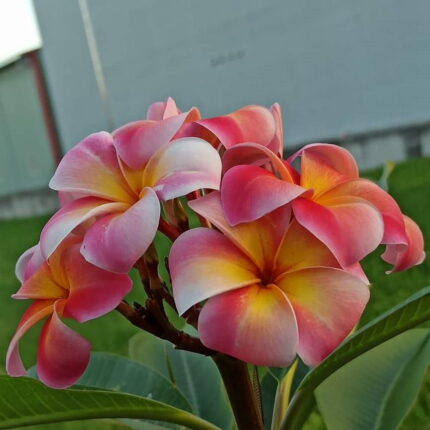 Dwarf Varitey Pulmeria Flower Plant
