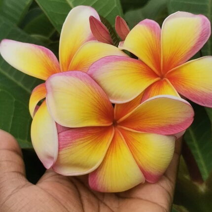 Dwarf Varitey Pulmeria Flower Plant