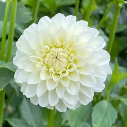Dahlia Flower Plant - White
