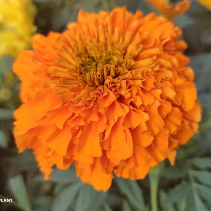 Hybrid Inca Varitey Marigold Flower Plant - Orange