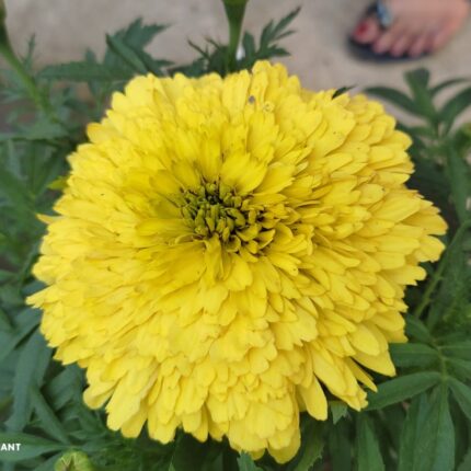 Hybrid Inca Varitey Marigold Flower Plant - Yellow