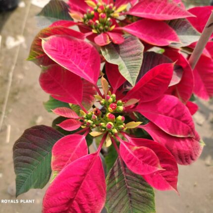 Red Poinsettias (Pata Bahari) Live Plant