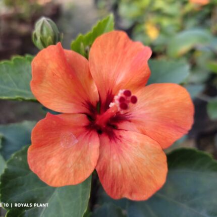 Miniature Hibiscus Flower Plant - Orange
