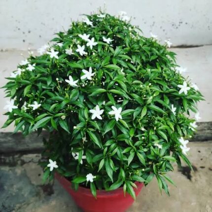 Chinise Dwarf Variety | Crepe Jasmine Flower Plant- White