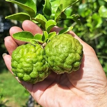 Kaffir Lemon Grafted & Hybrid Fruit Plant