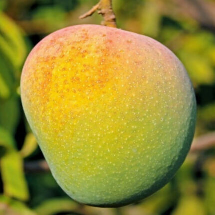 Keshar Mango | Grafted Fruit Plant