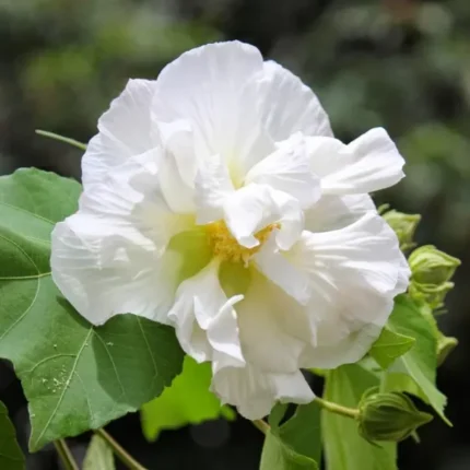 Land Lotus Thoka Varitey Flower Plant (White)