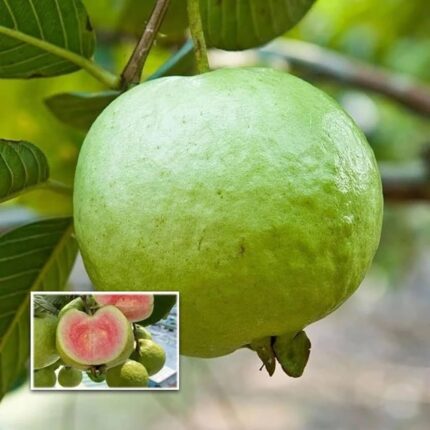 Madhuri Gauva | Grafted & Hybrid Fruit Plant