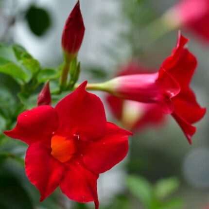 Mandevilla Flower Plant - Red