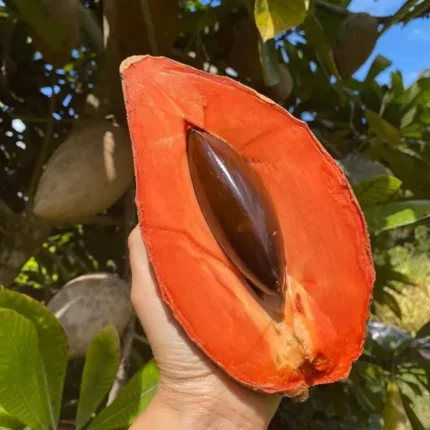 Maxican Chikoo | Grafted Fruit Plant