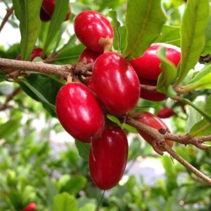 MIracle Berry Cherry Grafted Fruit Plant