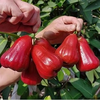 Missile Wax Red Water Apple Fruit Plant