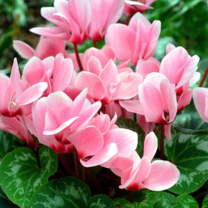 Cyclemen Flower Plant-Baby Pink