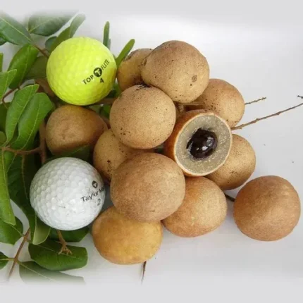 Ping Pong Longan | Grafted Fruit Plant