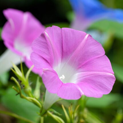 Morning Golory Flower Plant-Pink