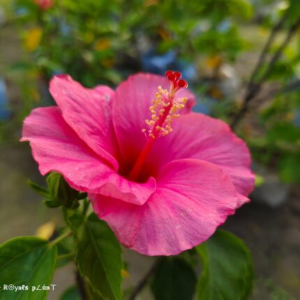 Giant Luna Hardy Pink Hibiscus Flowers Plant
