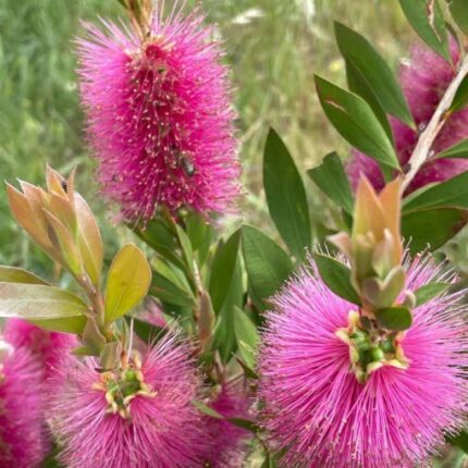 Dwarf Varitey Bottle Brush Flower Plant - Purple
