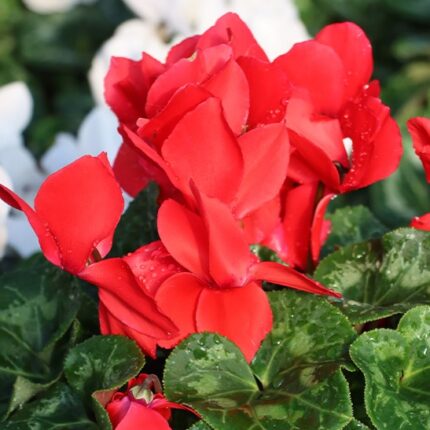 Cyclemen Flower Plant-Red
