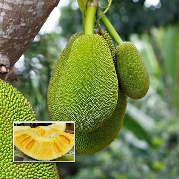 Seedless-Jackfruit-1.jpg