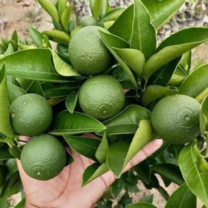 Siki_Sweet Malta Grafted & Hybrid Lemon Fruit Plant