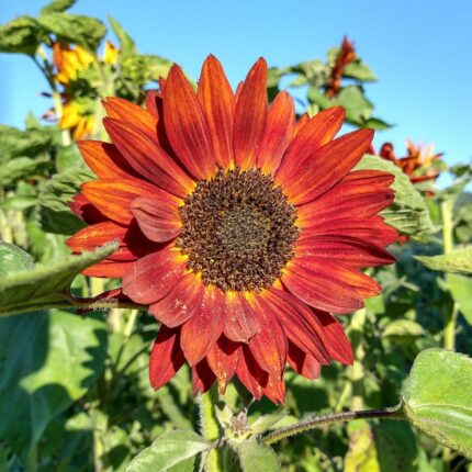 Sun Flower Live Plant - (Red)