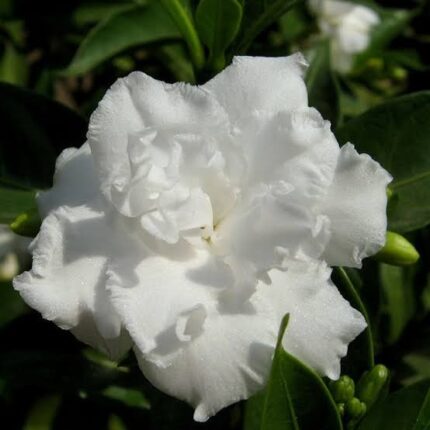 Tagar Double Frills | Jasmine Flower Plant- White