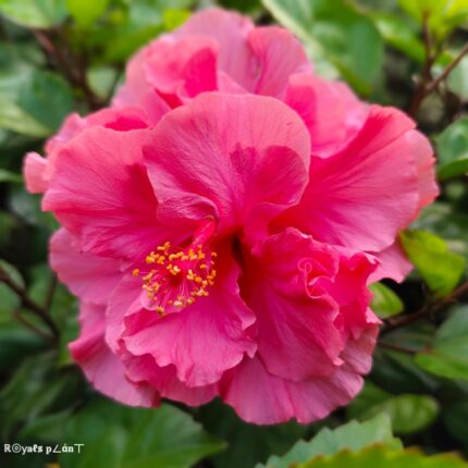 Double Petal Grafted Hibiscus Flower Plants - Pink