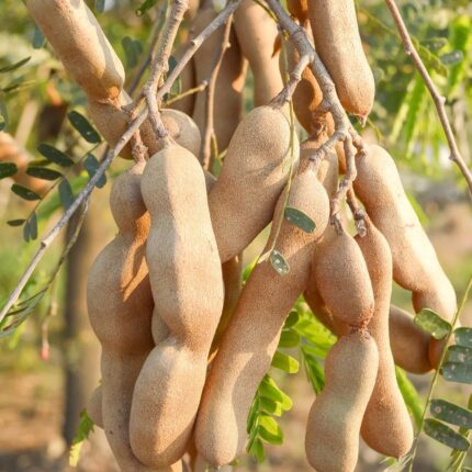 Thai Varitey-Alltime Tamarind (Imli) Fruit Plant