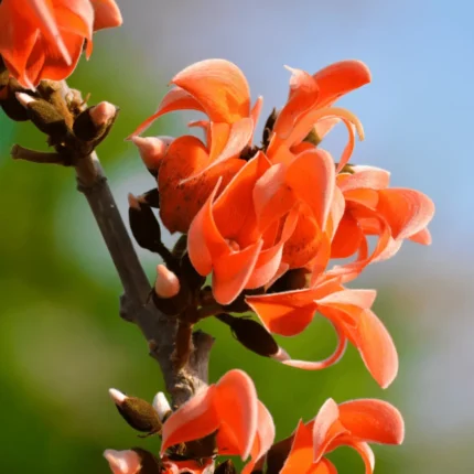Butea Monosperma (Palash) Flower Plant - Orange