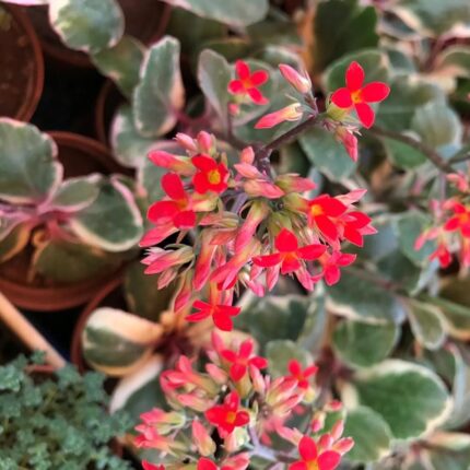Verigated Kalanchoe Flower Plant - Red