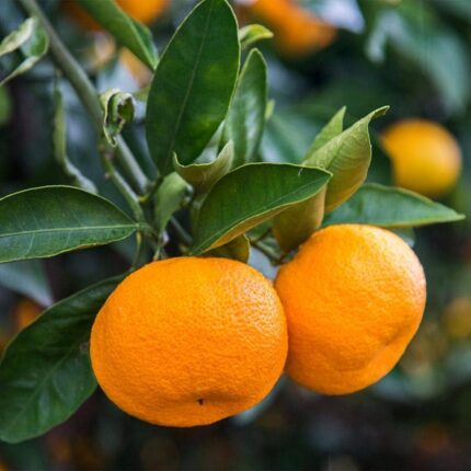 Vietnam Alltime Sweet Orange Grafted Fruit Plant