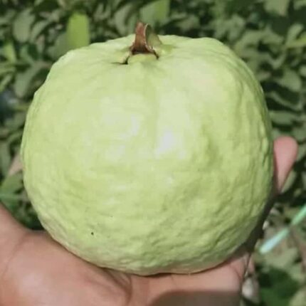 Thai-7 Gauva | Grafted Fruit Plant